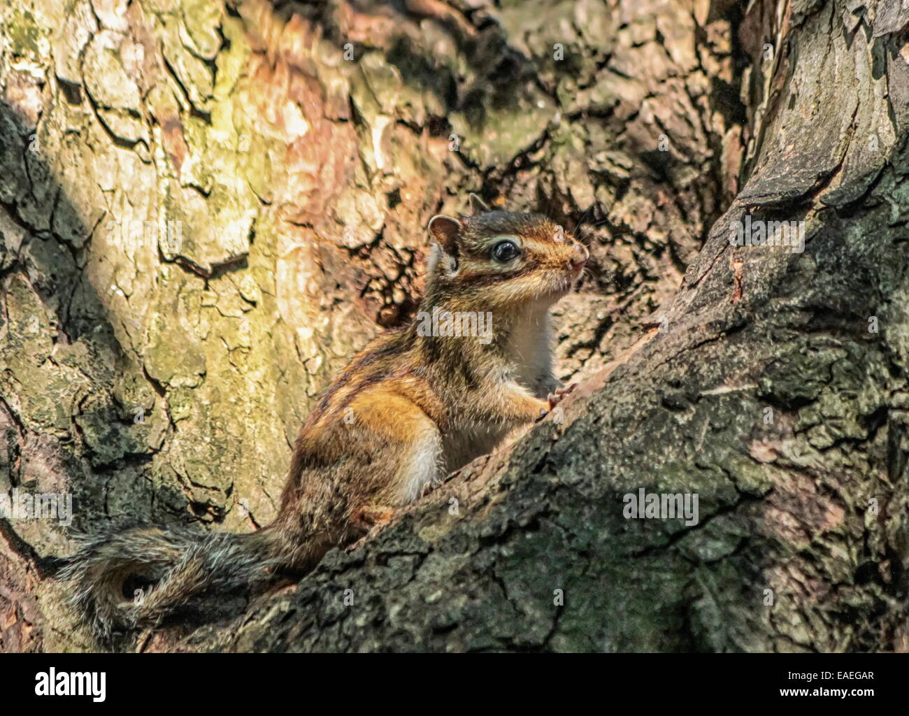 Sibirischer oder gemeinsame Eichhörnchen Eichhörnchen, Eutamias Sibiricus stehend auf einem Baumstamm Stockfoto