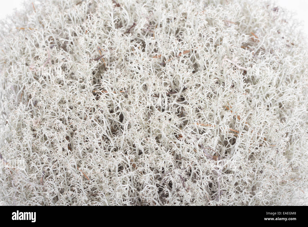 Rentier-Flechten (Cladonia Rangiferina), fruticose Flechten aus der Cladoniaceae Familie Stockfoto