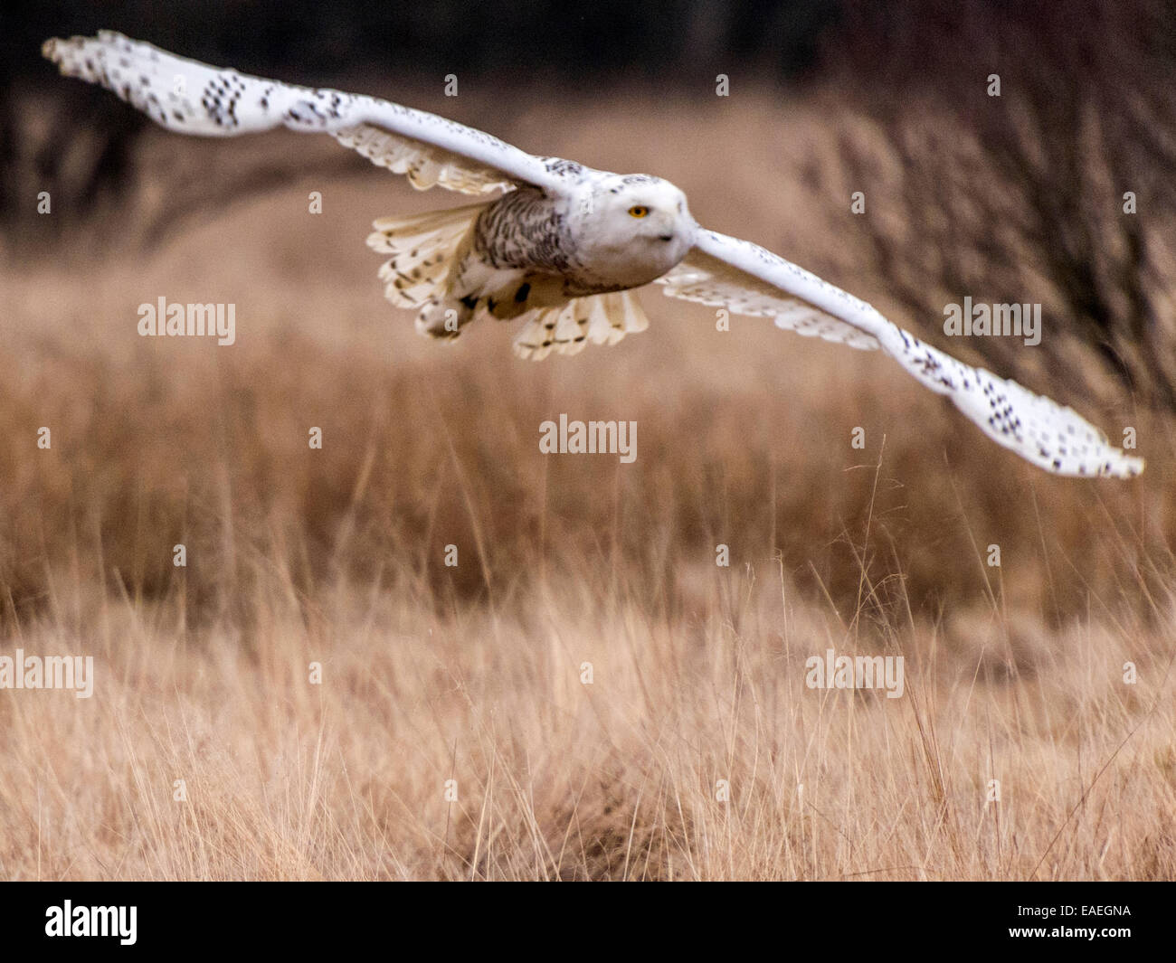 Schneeeule [Bubo Scandiacus] full-Flight mit Flügeln erweitert und Marschland Kulisse. Stockfoto