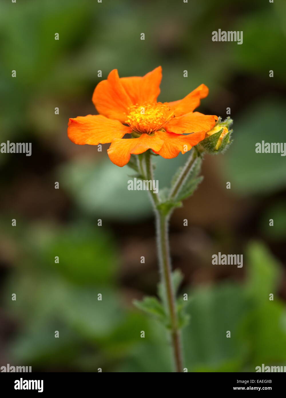 Scharlachrote Avens, Geum Coccineum hautnah Stockfoto