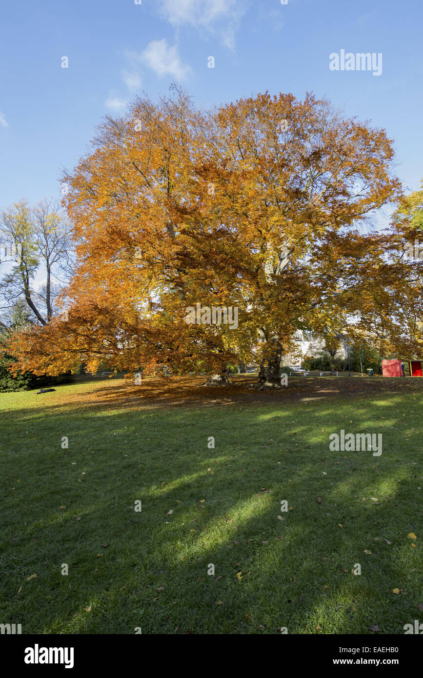 Buche im Herbst, Österreich, Wien, 18. Bezirk, Tuerkenschanzpark Stockfoto