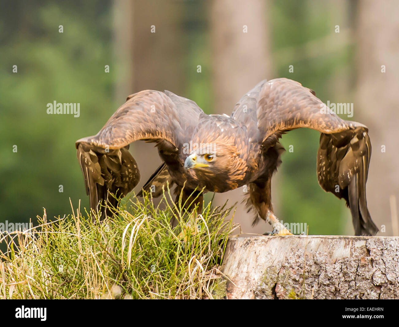 Golden Eagle [Aquila Chrysaetos] Vorbereitung für die Flucht aus einem Baumstumpf, Flügel nach unten verlängert und Wald, Wald-Kulisse. Stockfoto