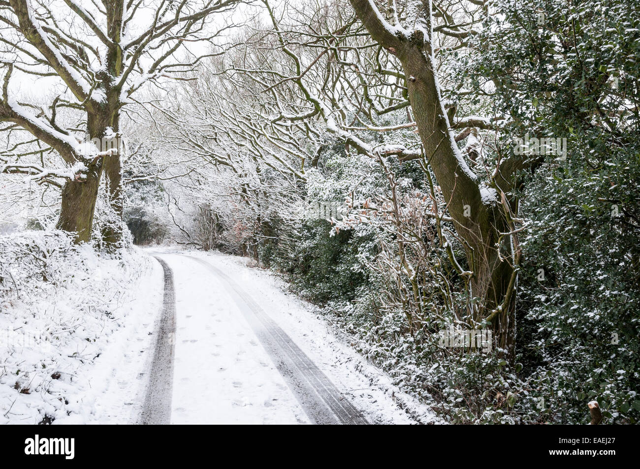 Englischen Country Lane im Schnee mit Eichen und Holly. Auto-Spuren im Schnee. Stockfoto