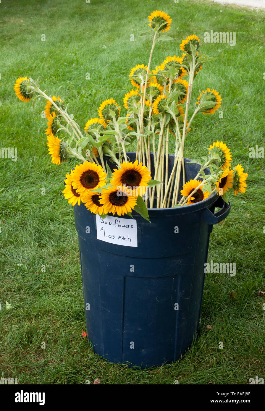 Sonnenblumen für Verkauf in großen Mülleimer Stockfoto