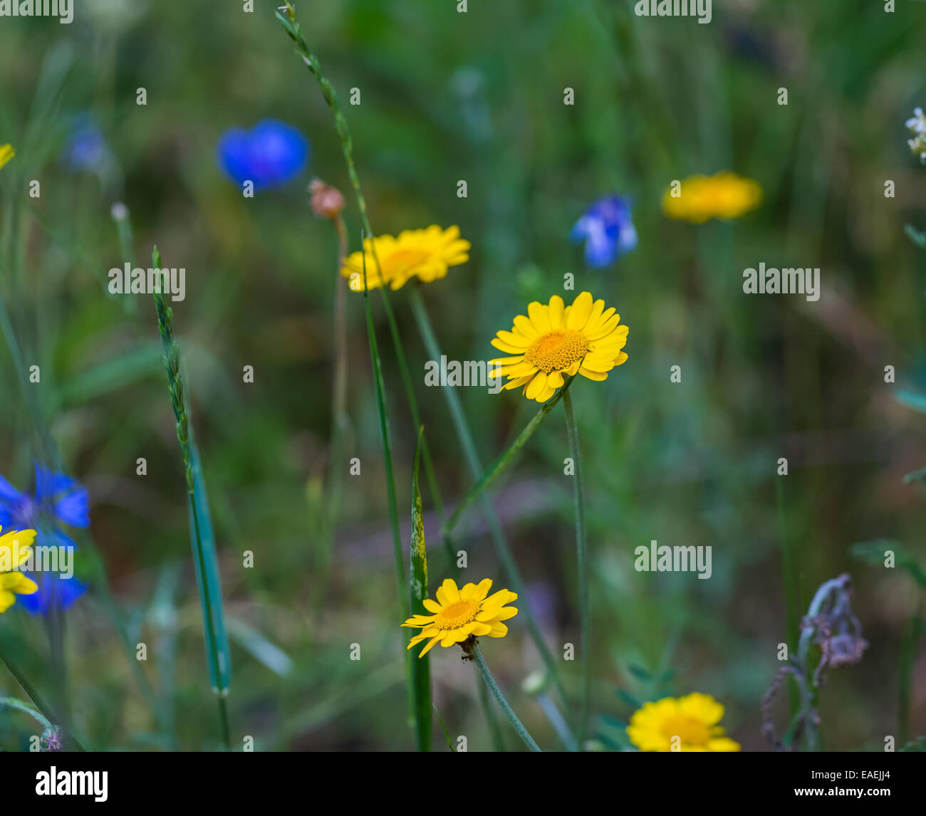 Römische Kamillenblüten Stockfoto