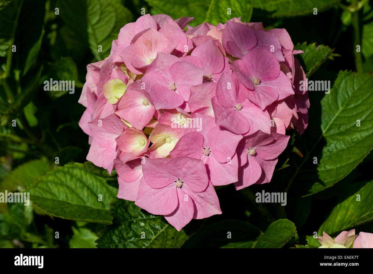 Rosa Flowerhead Hydrangea Macrophylla, wo die Farbe von alkalischen oder hohen pH-Wert Bodenbeschaffenheit betroffen ist Stockfoto