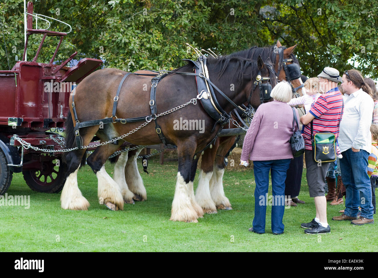 Die öffentlichen Gruß Shire Pferde bei einer Show in England Stockfoto