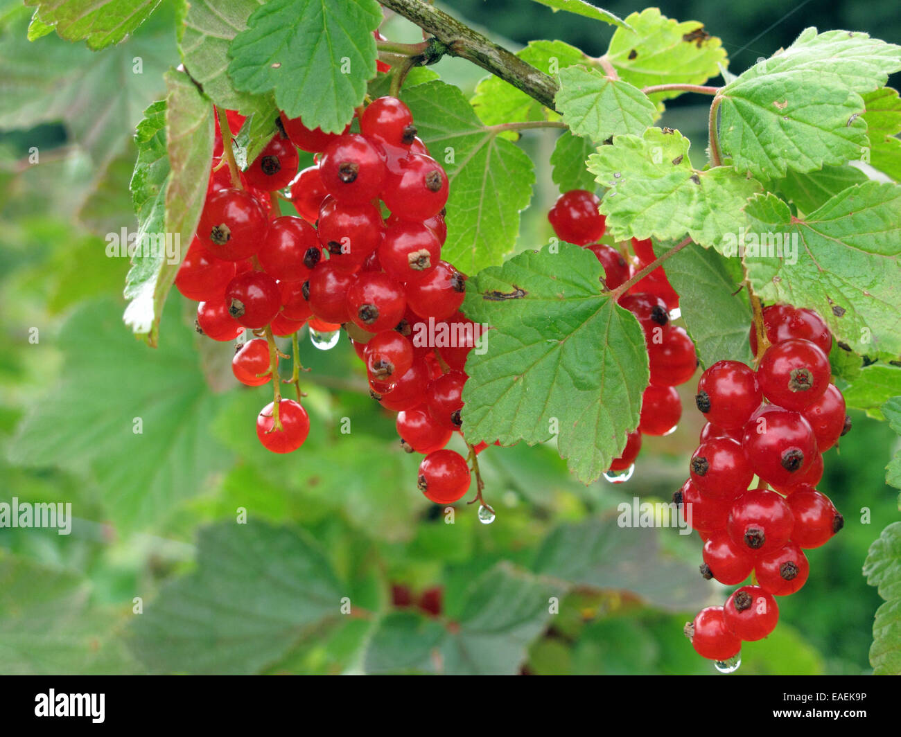 Rote Johannisbeere Büsche mit reifen Früchten laiden mit Wassertropfen