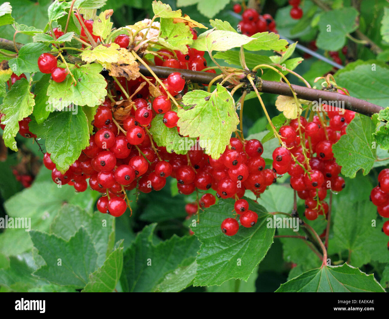 Rote Johannisbeere Büsche mit reifen Früchten laiden mit Wassertropfen nach Regen Stockfoto