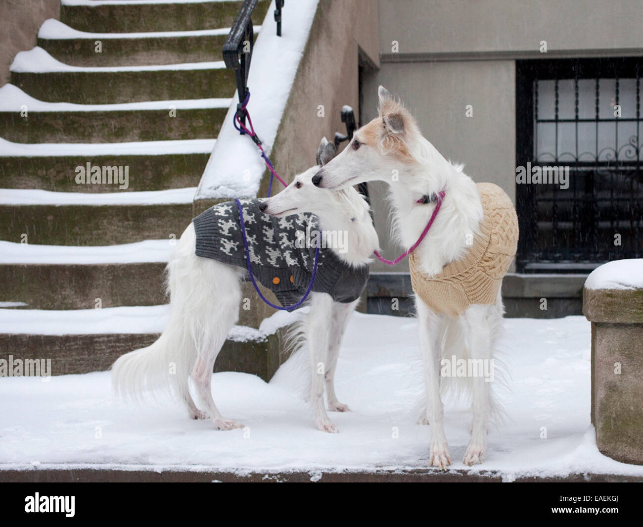 zwei Silken Windhound Hunde tragen Pullover im Schnee Stockfoto