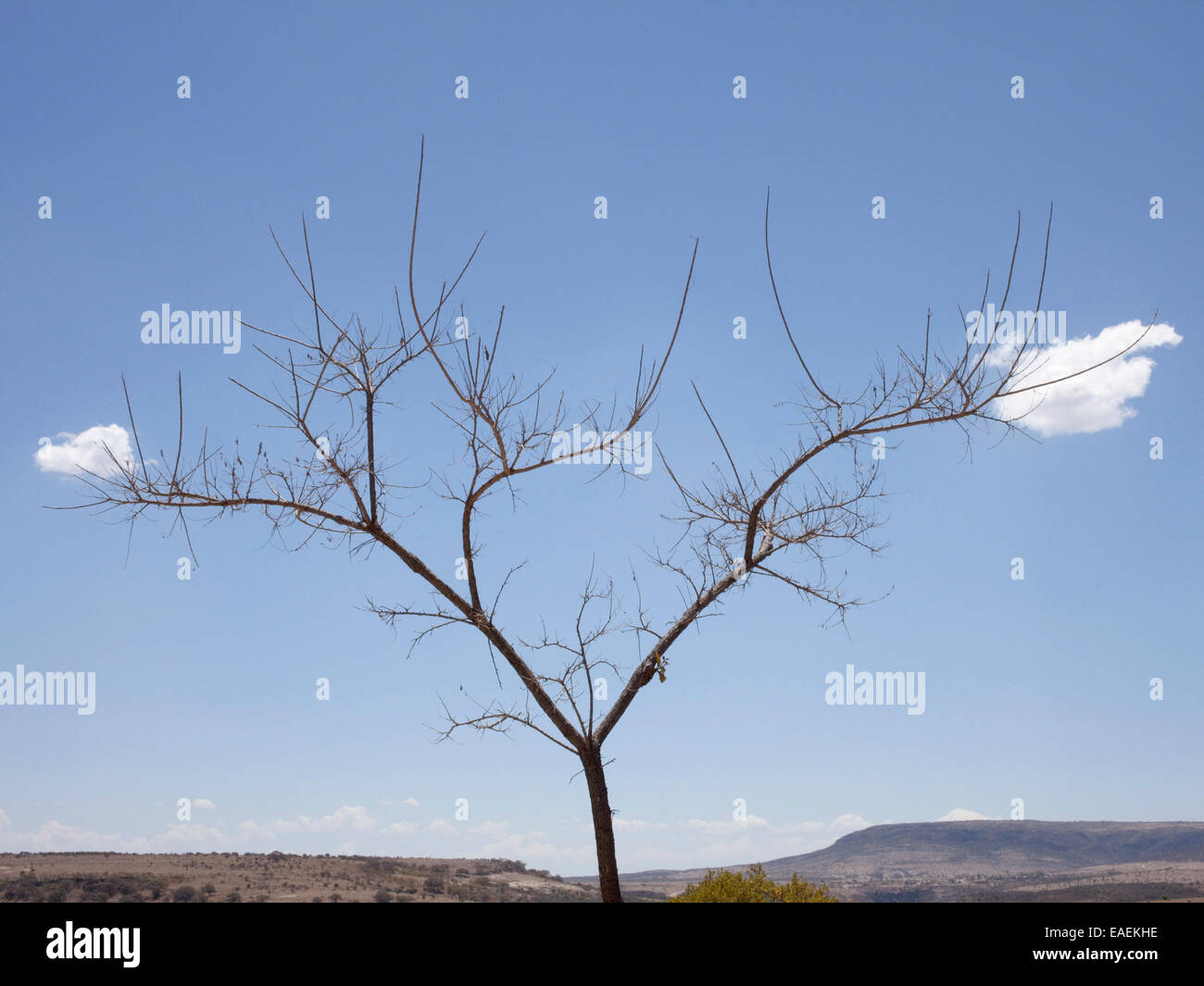 Baum und Wolken in Wüstenlandschaft Stockfoto