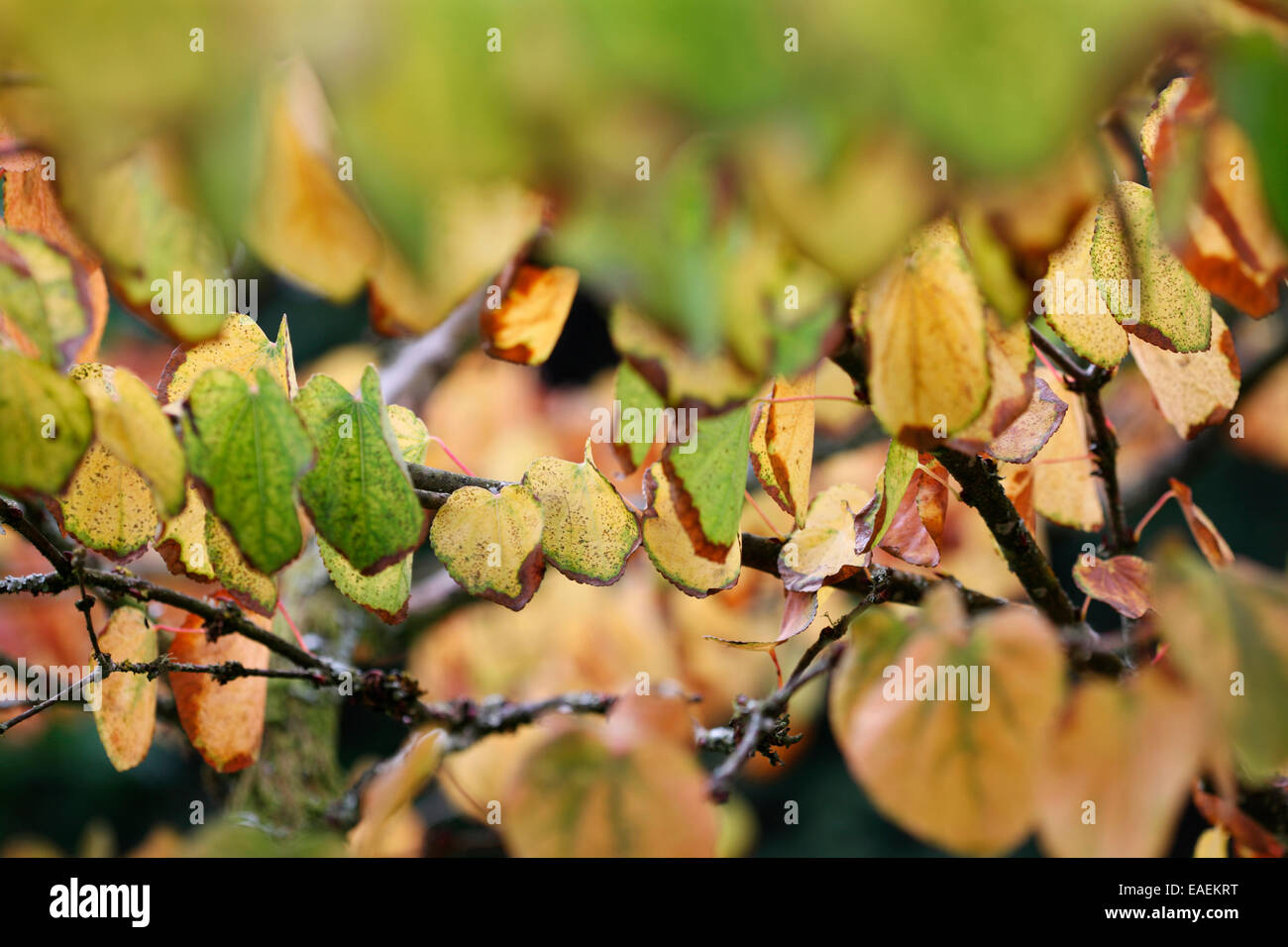 Zweig des Sterbens Katsura Blätter im Herbst Jane Ann Butler Fotografie JABP1323 Stockfoto