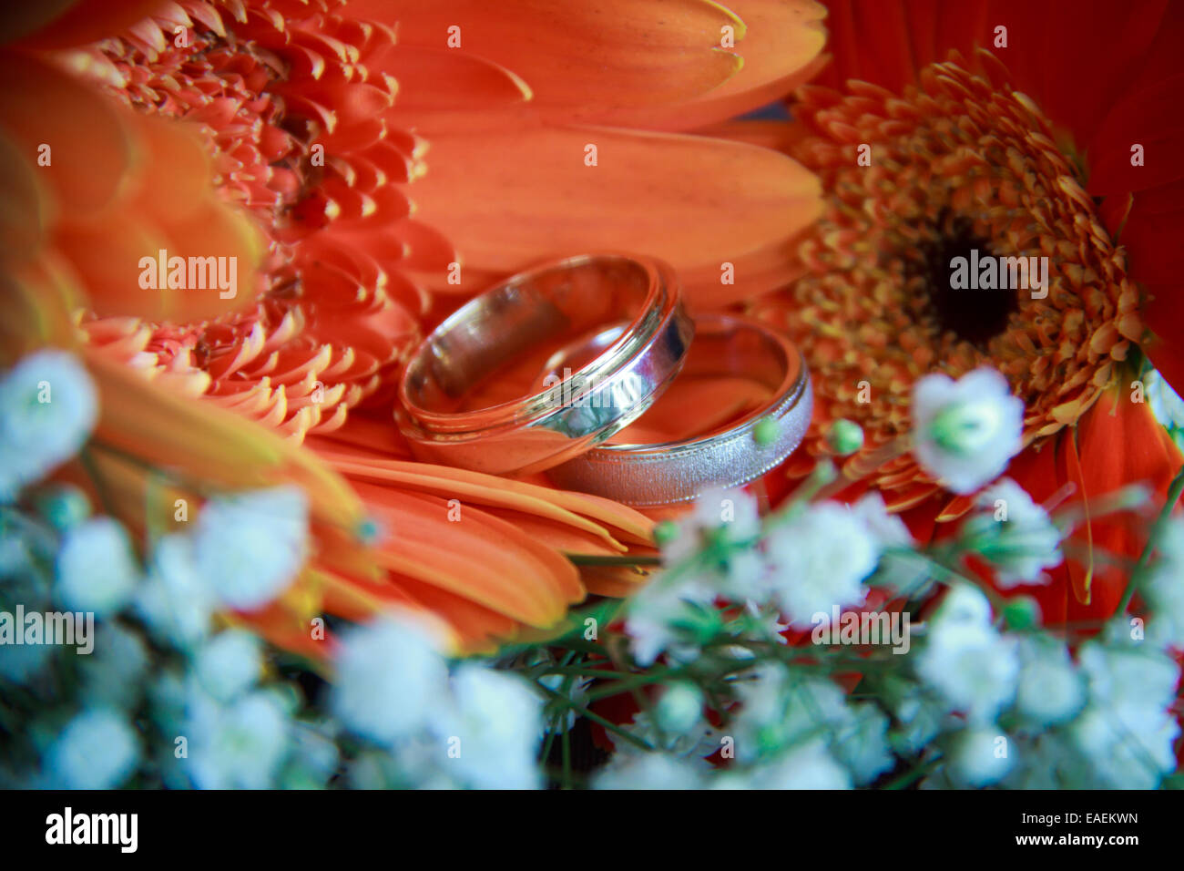 Detail der Trauringe Stockfoto