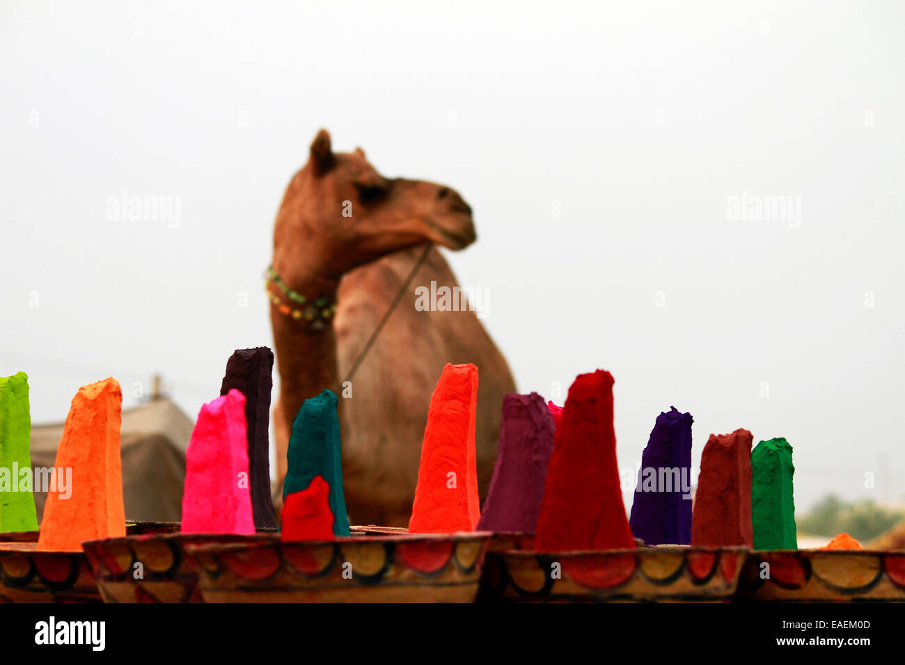 blau, Farbe, bunt, Farben, Hintergrund, Kamel, Kamera, Schnitt, Kopf, Headshot, schauen, heraus, Whitedoses, grün, rot, gelb Stockfoto