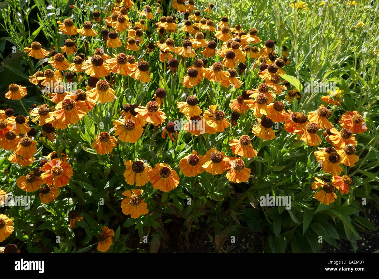 Bronze Blumen von Helenium 'Moerheim Beauty' in einem krautigen Garten Blumen Stockfoto