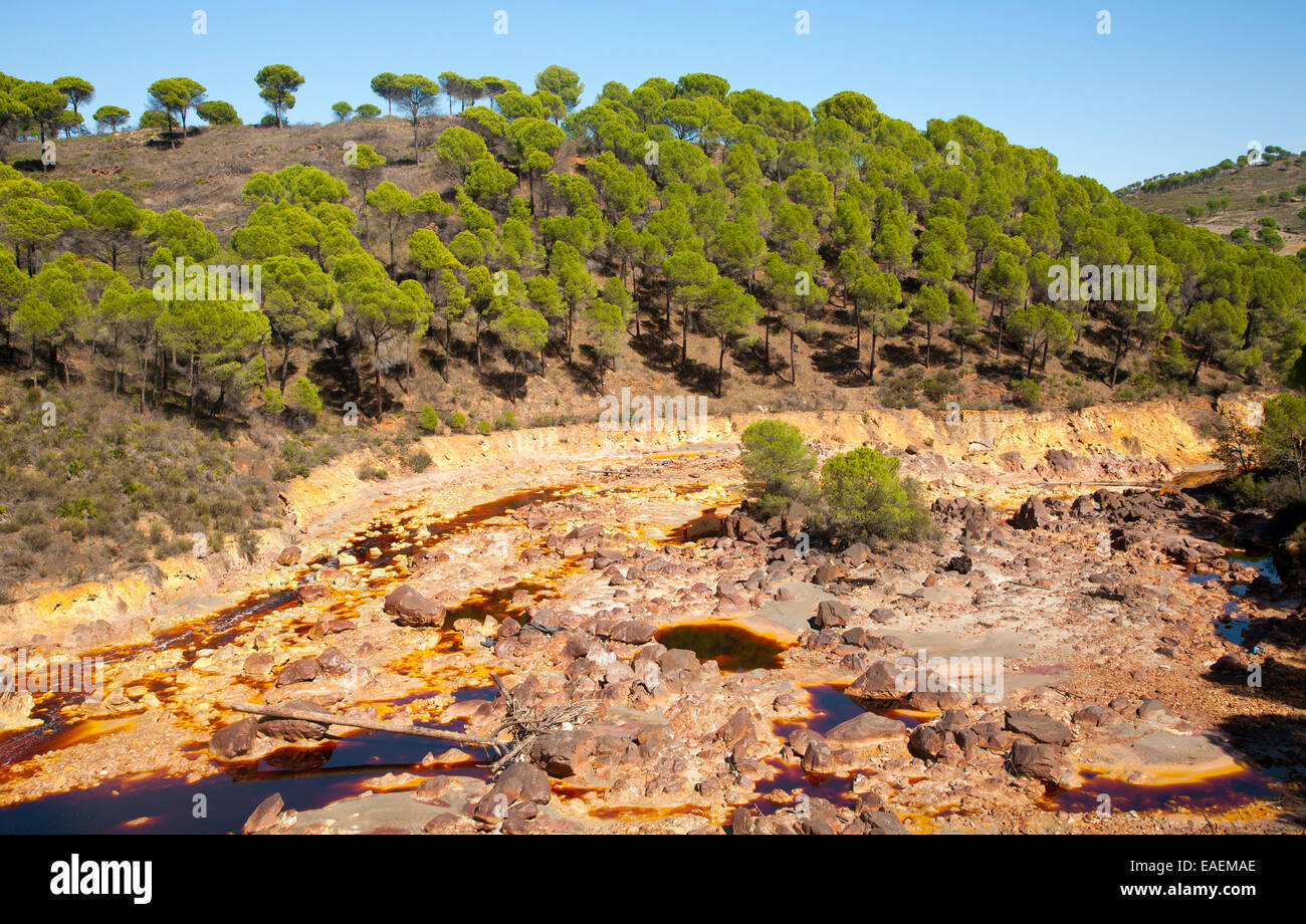 Wald aus Stein oder Schirm-Pinien, Pinus Pinea, in Rio Tinto River Tal, Minas de Riotinto, Huelva, Spanien Stockfoto