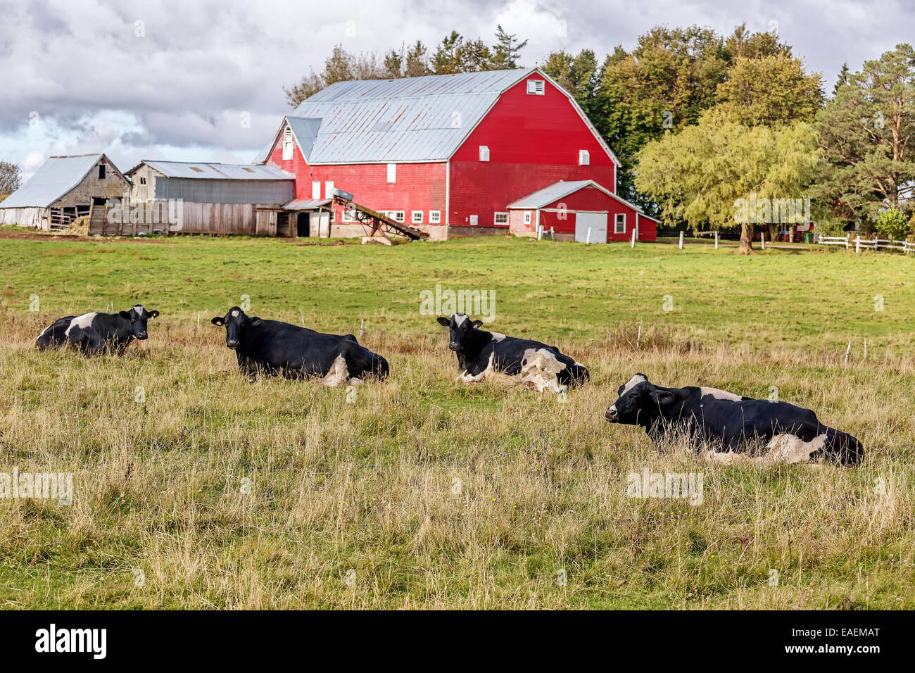 Milchvieh und eine rote Scheune auf einem Bauernhof. Stockfoto