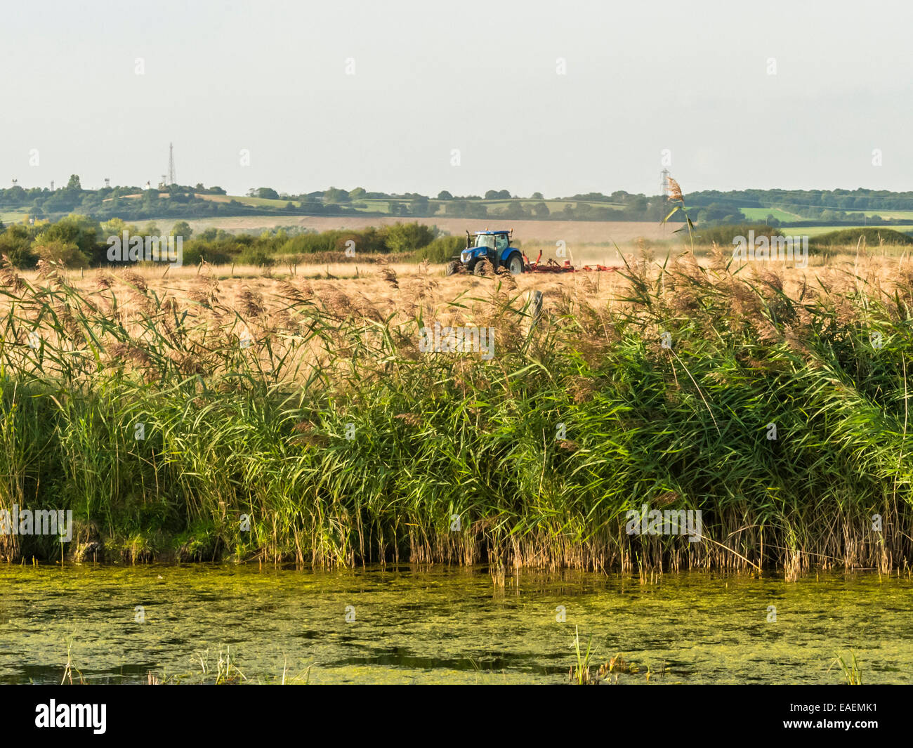 Autumn Harvest, Country-Szene zeigt eine Fluss und Reed Bank im Vordergrund und Traktor drehen Heu im Hintergrund. Stockfoto