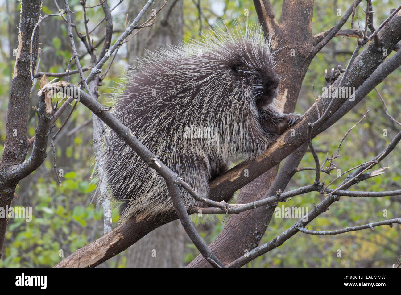 Ein kanadischer Stachelschwein. Stockfoto