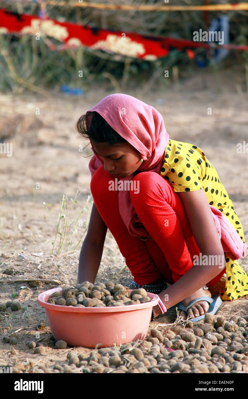 Kind, Weiblich, Indisch, Volkskultur, Kamel, Scheiße, sammeln, greifbar, Farbe voll, in Pushkar, Rajasthan, Indien. Stockfoto