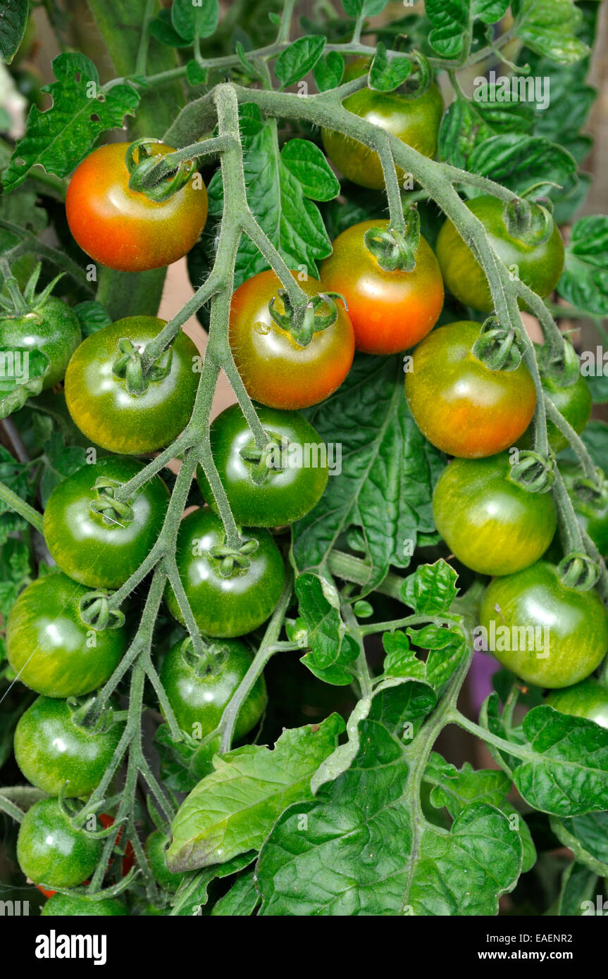 Bio Gärtner Freude Tomaten (Solanum Lycopersicum) auf Reben im Garten