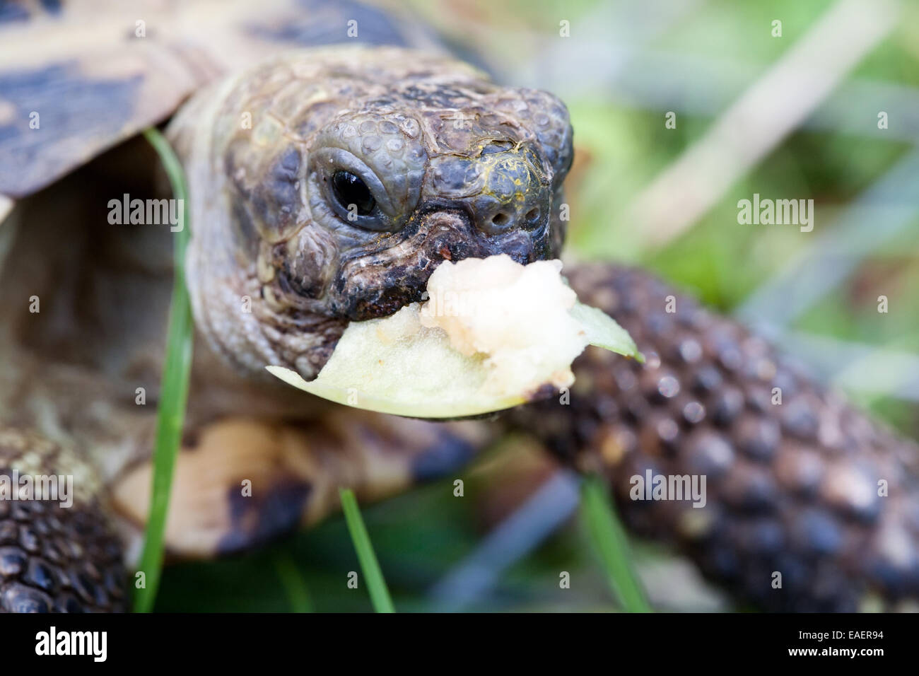 Schildkröte mit Apfelstück in den Mund Nahaufnahme Stockfoto