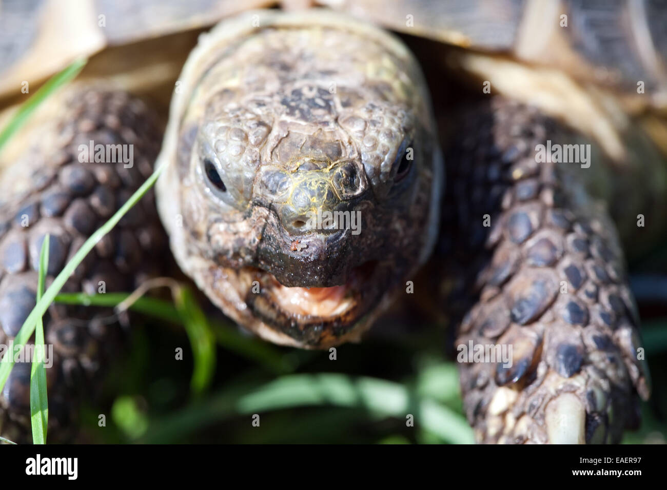 Schildkröte Kopf mit offener Schnauze und roter Zunge closeup Stockfoto