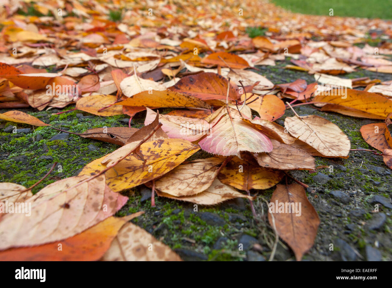 Der Herbst verfällt Blätter auf dem Boden, der auf dem Gras liegt Stockfoto
