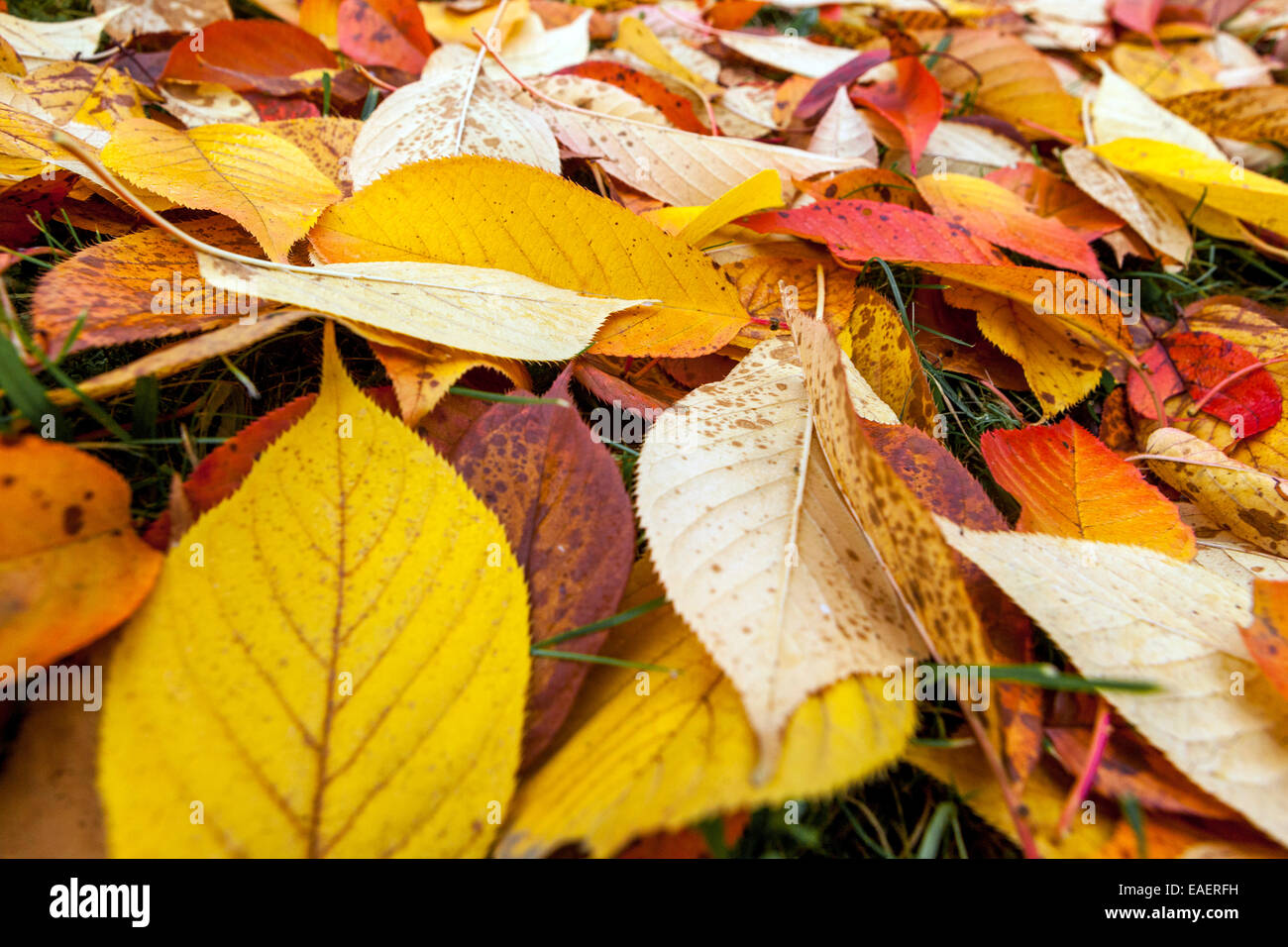Gefallene Herbstblätter auf dem Boden liegen auf einem Gras Herbstblätter fallimg, gefallene Blätter Nahaufnahme Stockfoto