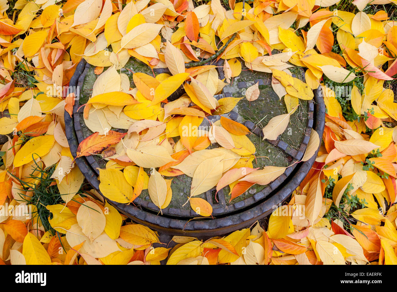 Herbstlaub auf dem Boden, der auf einem Schachtloch liegt Abdeckung Stockfoto