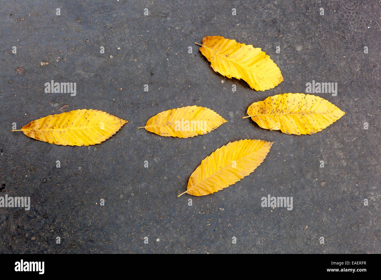 Richtungspfeil gelbe Blätter zeigen Blätter auf dem Boden im Herbst Stockfoto