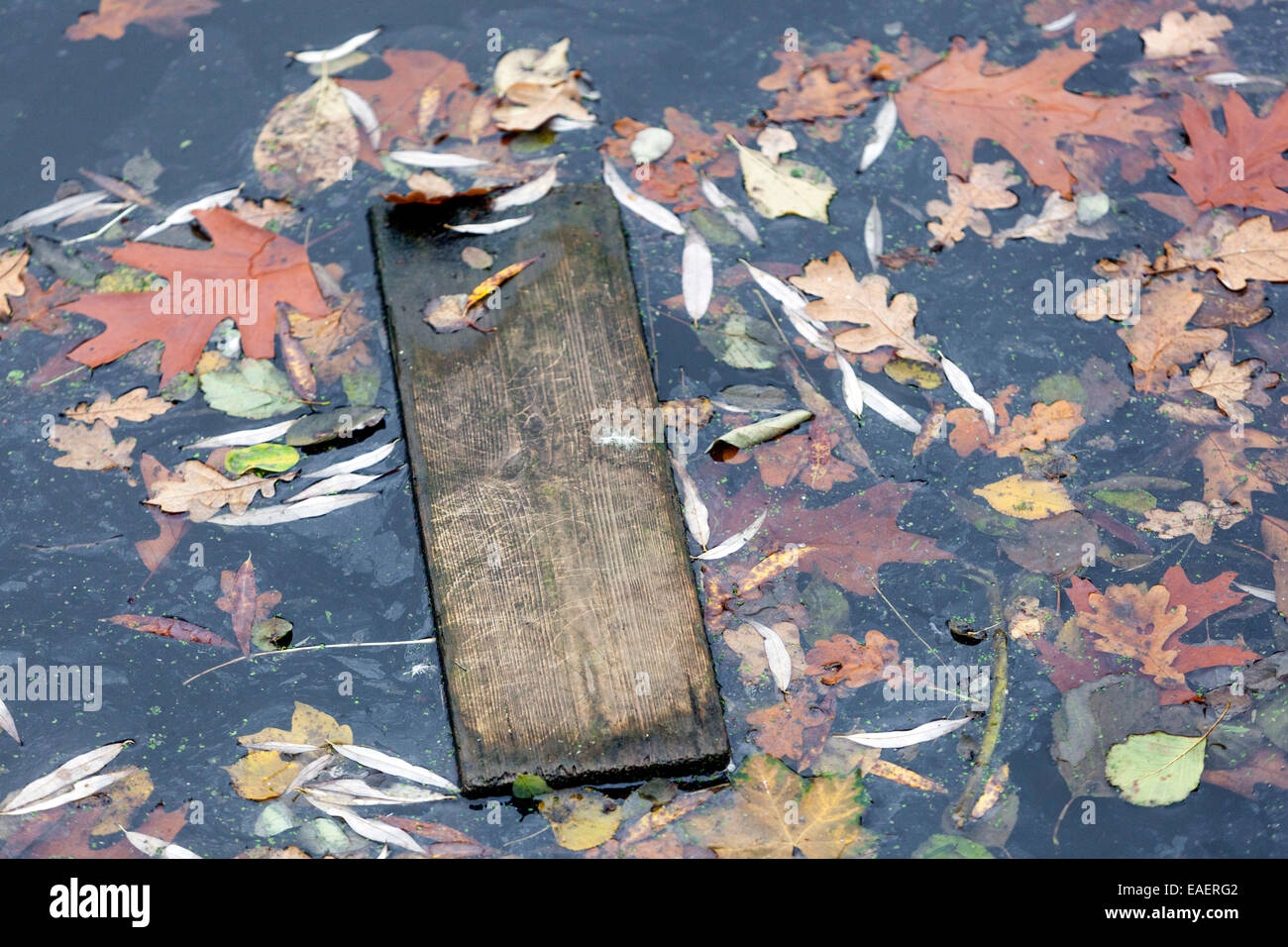 Abgefallene Blätter auf Wasser Stockfoto