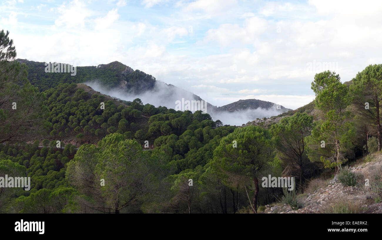 Niedrige Stratuswolken nach oben in den Bergen von Mijas, Nebel Nebel gedrückt. Andalusien. Spanien. Stockfoto