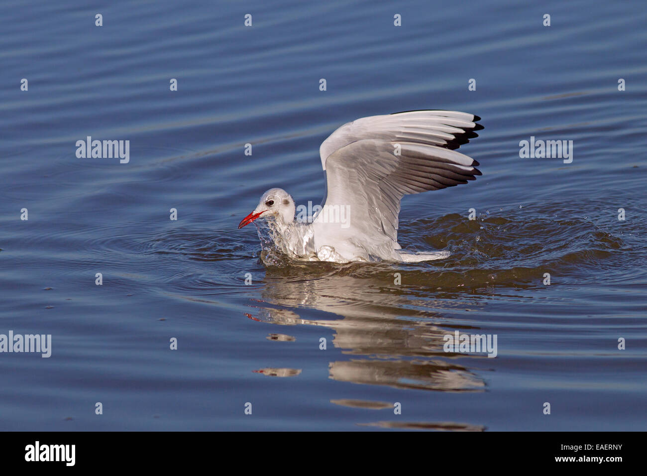 Lachmöwe Larus ridibundus im Winter Gefieder Norfolk Coast Stockfoto