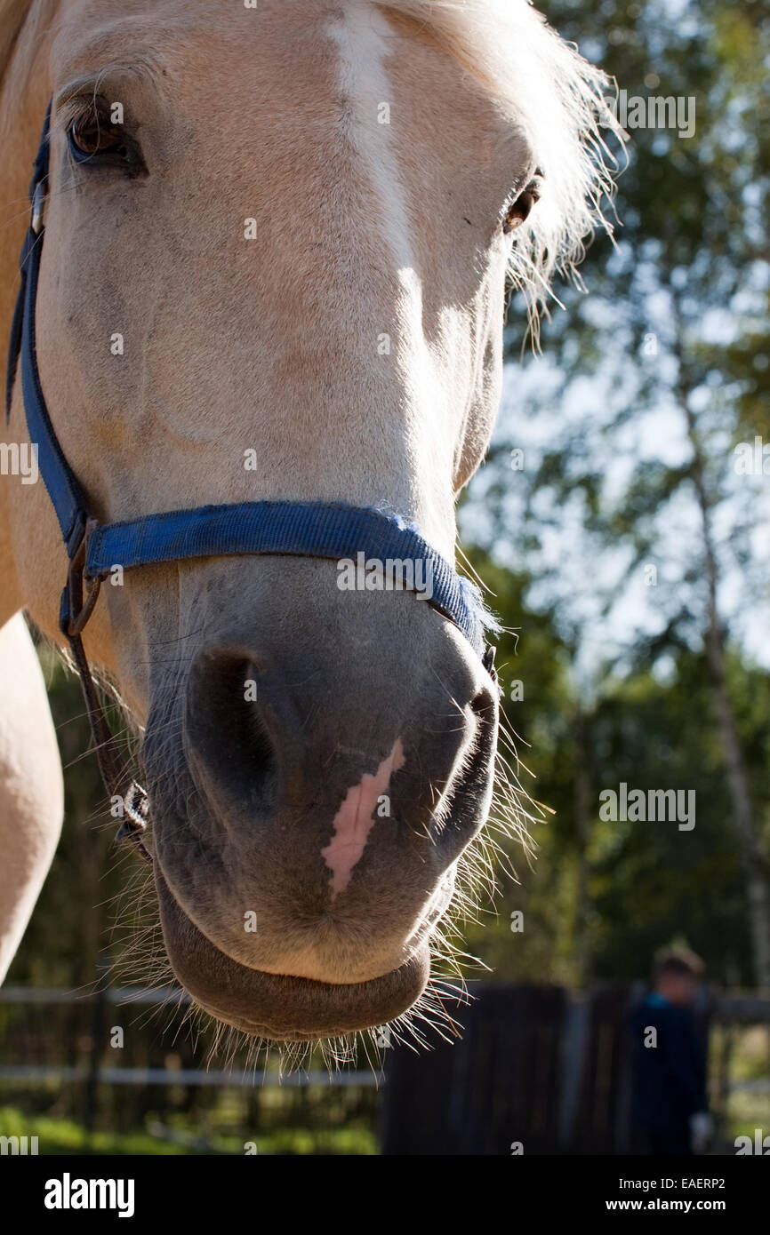Pferd Porträt Closeup Schnauze auf Outdoor-Hintergrund Stockfoto