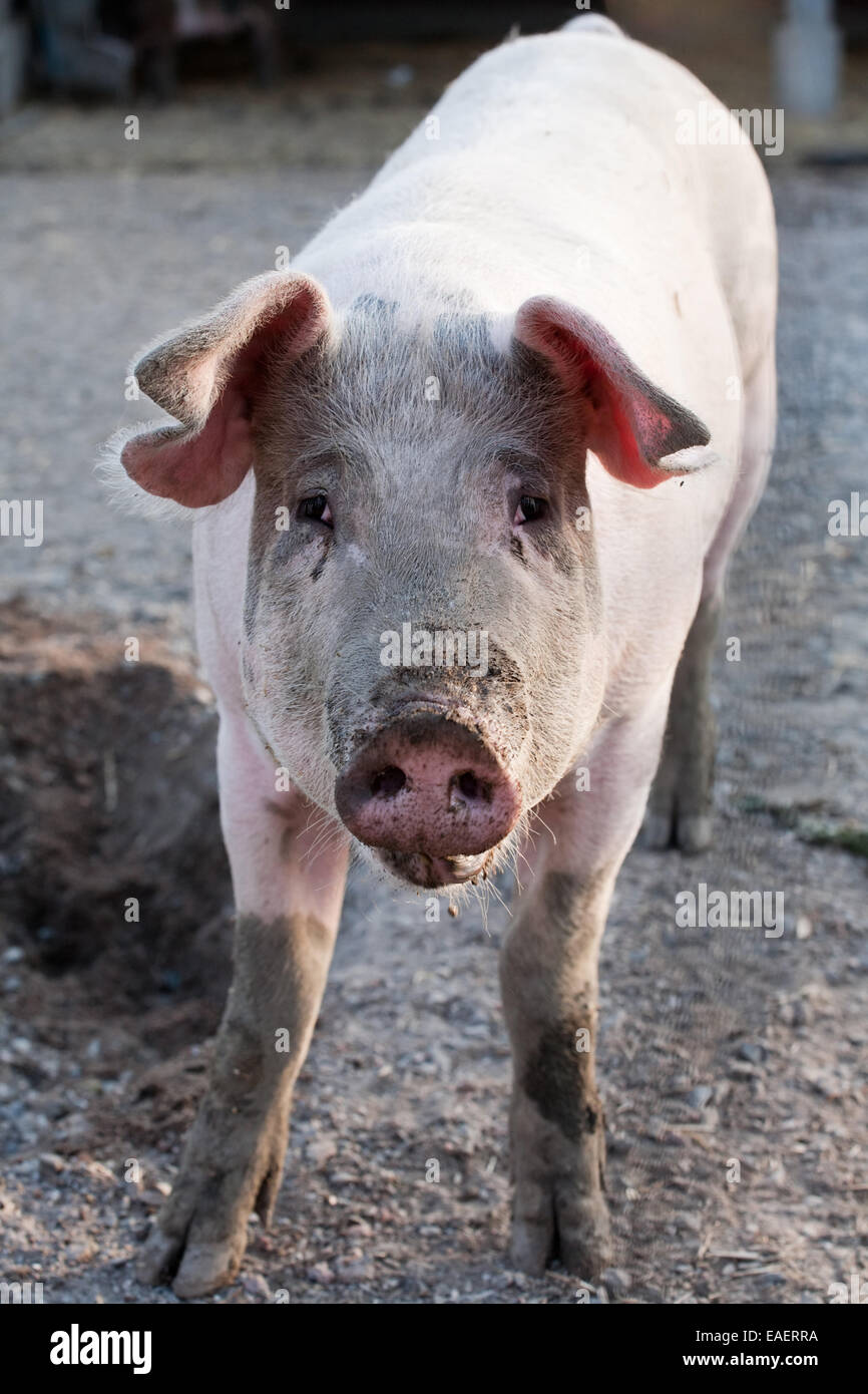 lustiges Schwein auf Tierfarm Hintergrund stehend Stockfoto