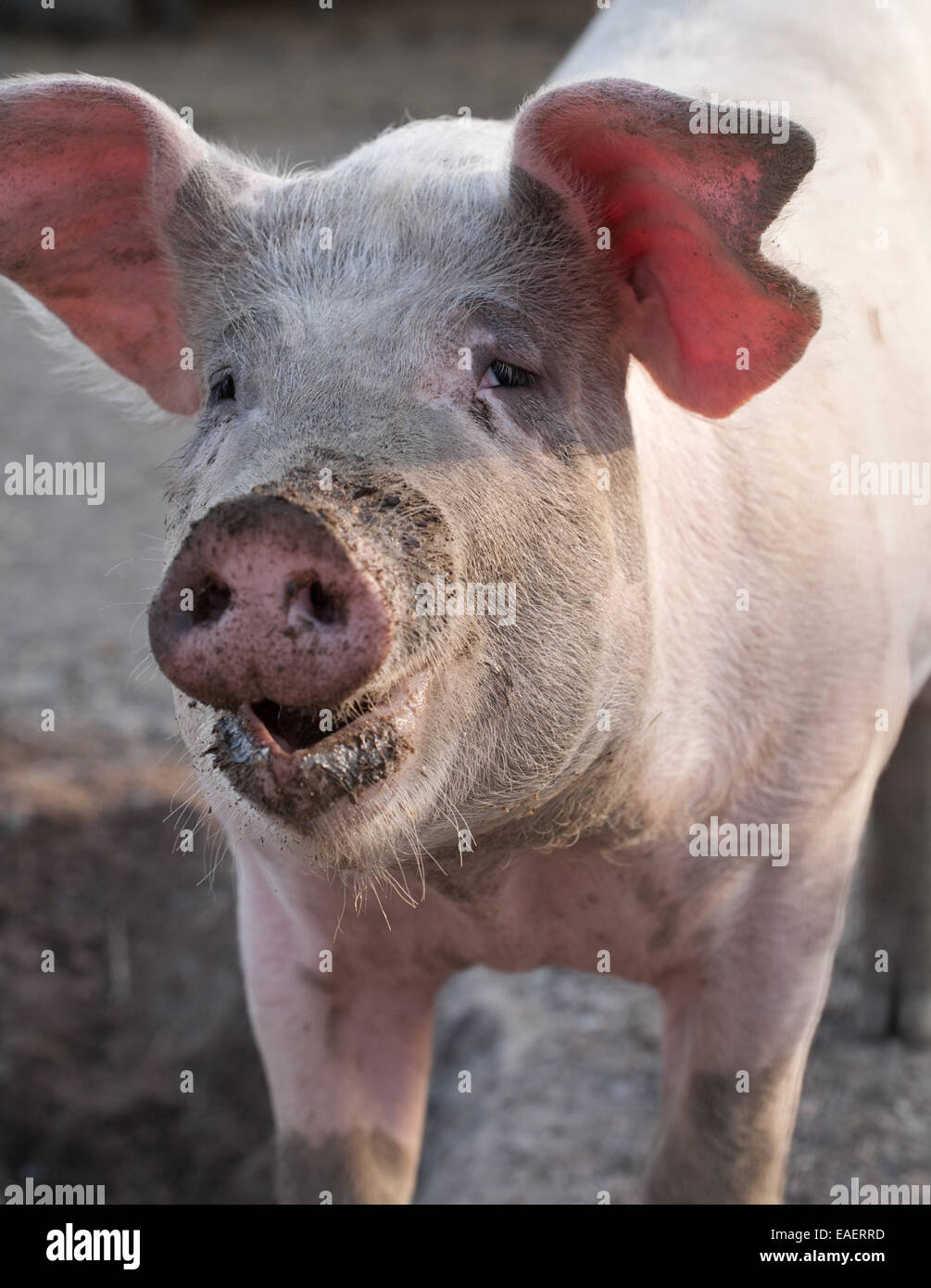 großen Schwein Closeup Portrait mit schmutzigen Schnauze und lustige rosa Ohren Stockfoto