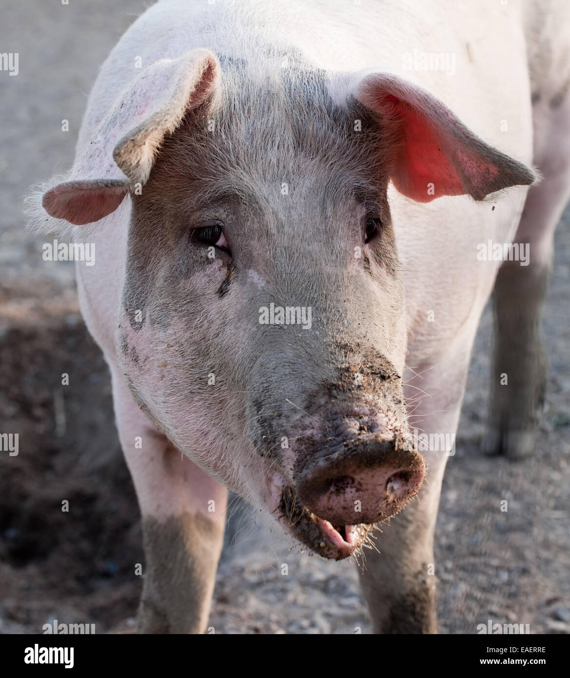 Closeup Portrait von Schwein auf Tierfarm Hintergrund stehend Stockfoto