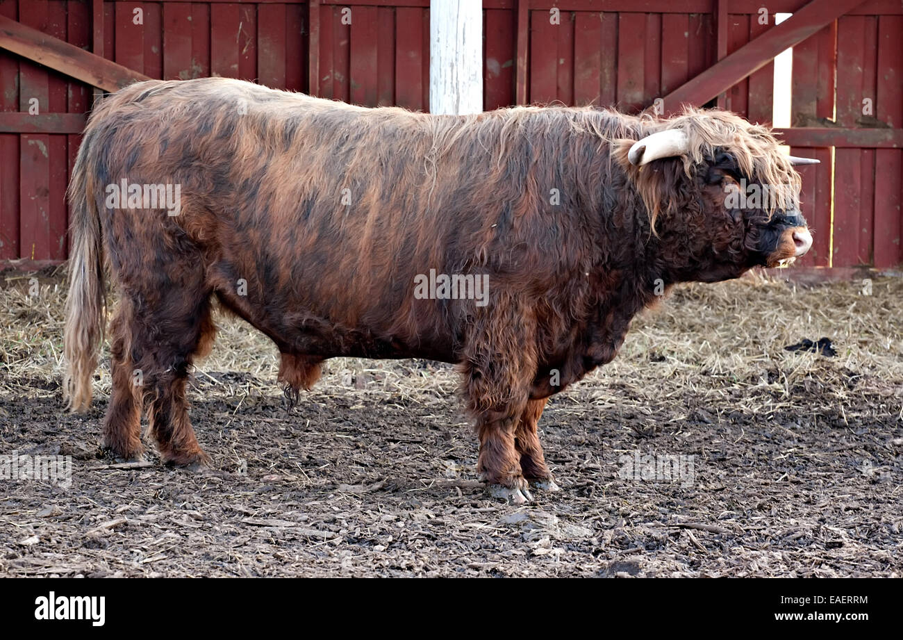 großen langhaarigen Bull Full-length Profil auf Bauernhof mit Tieren-Hintergrund Stockfoto