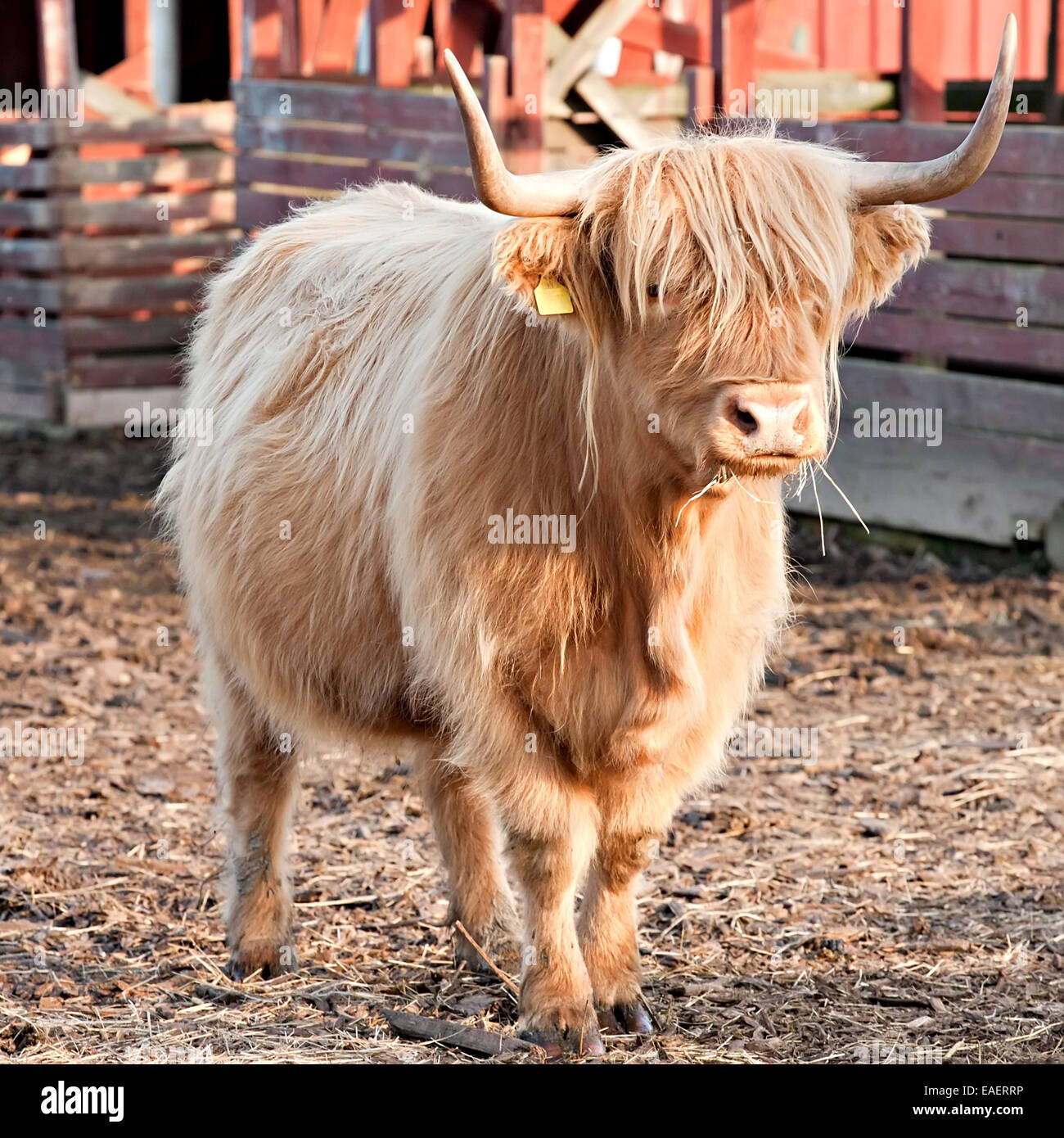 langhaarige Bull Full-length Blick auf Tierfarm Hintergrund Stockfoto