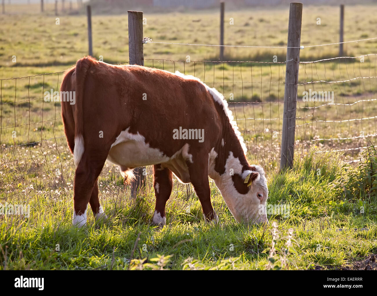 junger Stier in voller Länge Profil auf Tierfarm Weide Hintergrund Stockfoto