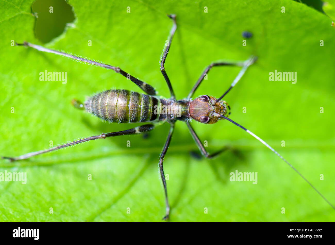 Kleine Ameise nachahmen Cricket Nymphe auf dem Laub (Macroxiphus) Stockfoto