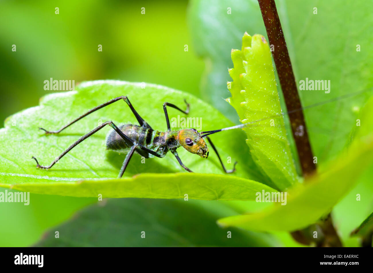 Kleine Ameise nachahmen Cricket Nymphe auf dem Laub (Macroxiphus) Stockfoto