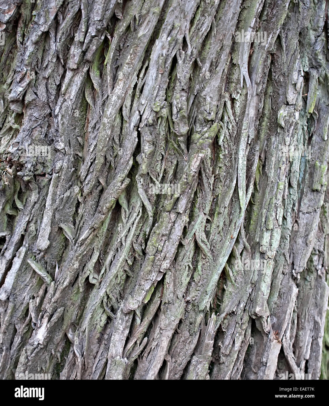 großer Baum Rinde Muster Textur closeup Stockfoto