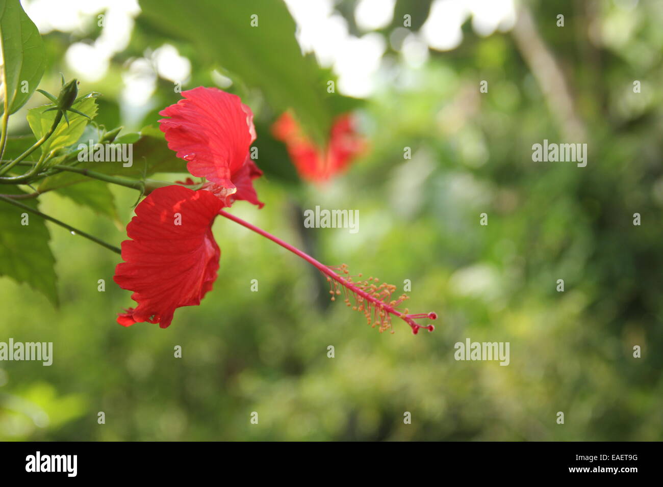 Blume von Kerala Stockfoto