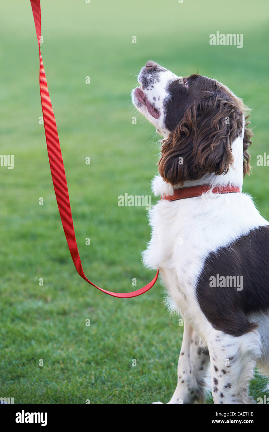 Gehorsam Spaniel Hund an der Leine im freien Stockfoto