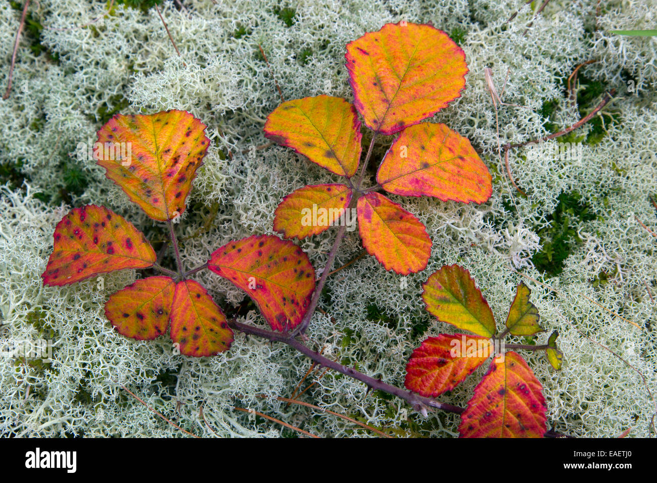 Brombeere Blätter Rubus Fruticosus Farbwechsel im Herbst Stockfoto