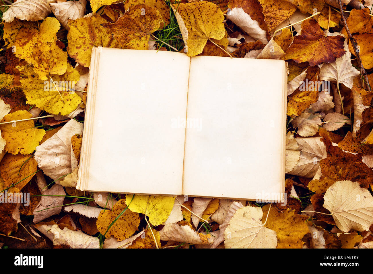 Vintage Buch mit leeren Seiten als textfreiraum auf gefallenen Herbst Blätter Hintergrund Stockfoto