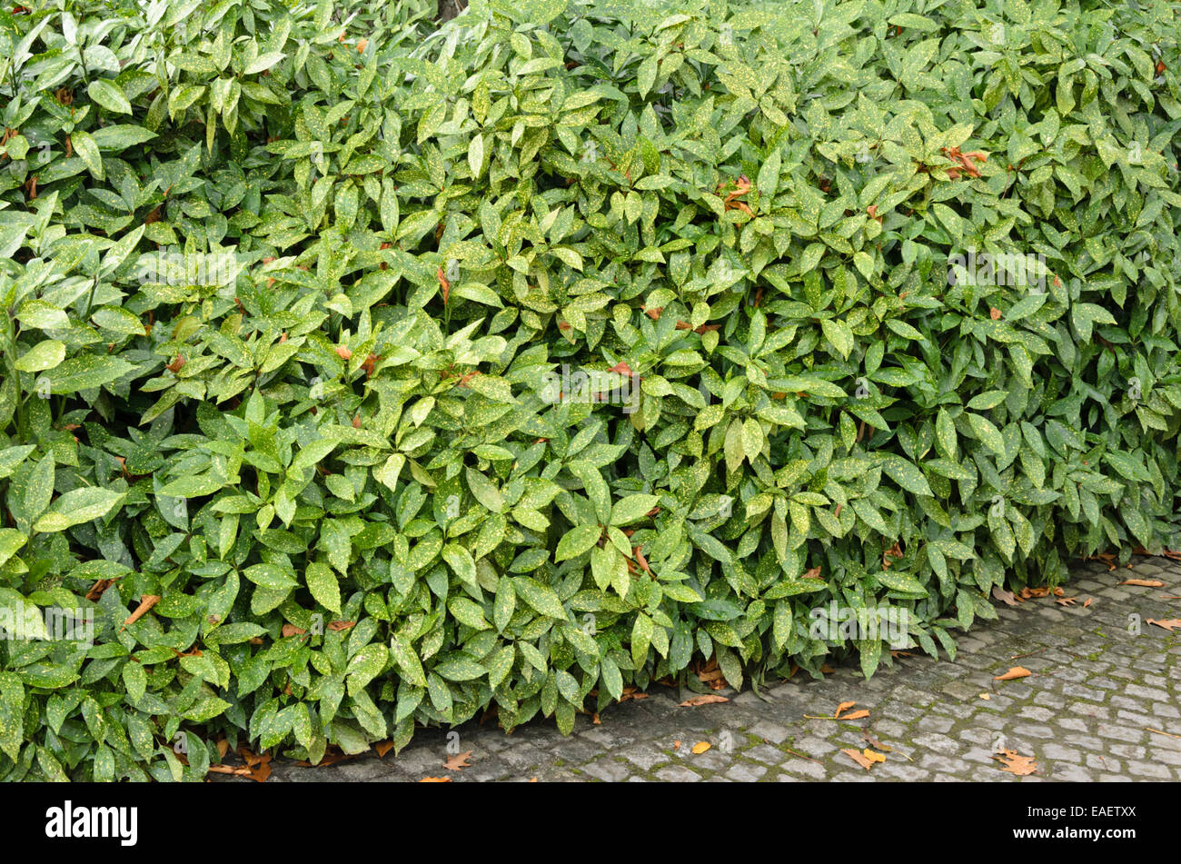 Gefleckte Laurel (aucuba japonica 'Variegata') Stockfoto