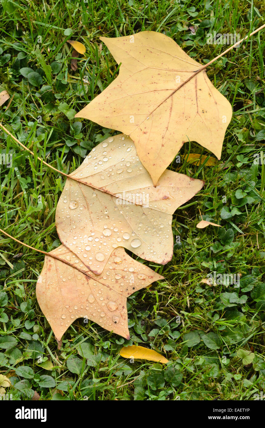 Amerikanische Tulpenbaum (Liriodendron tulipifera) Stockfoto